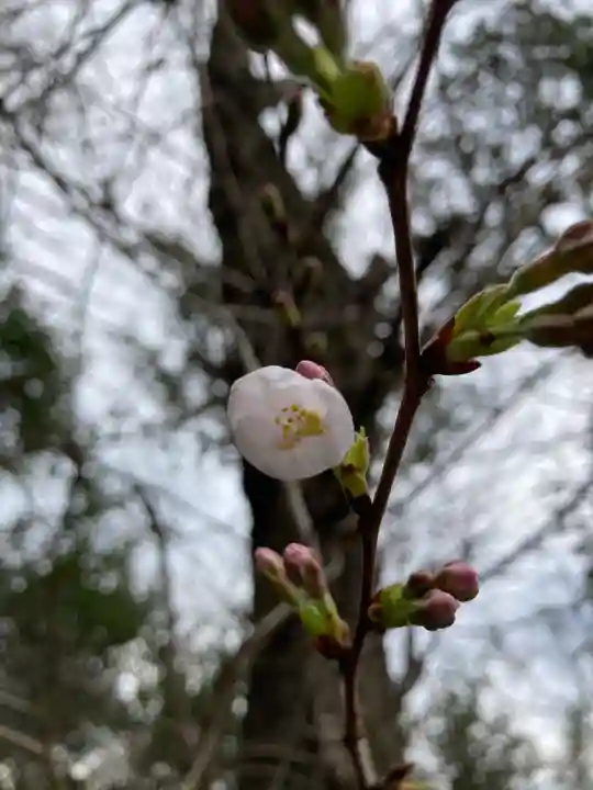 多治速比売神社の自然