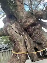 老松神社の自然