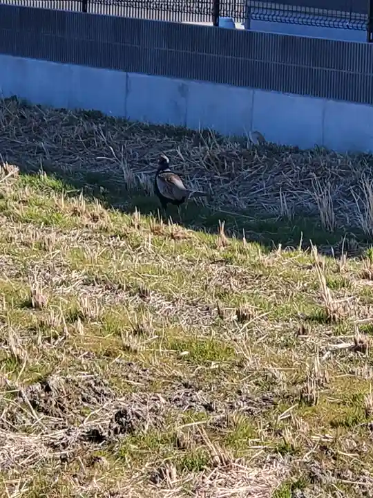 厳島神社(利保町)(栃木県)