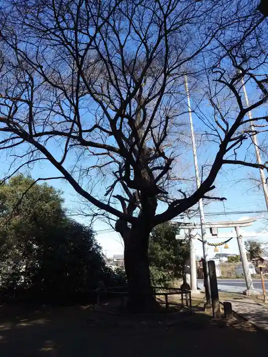豊布都神社(埼玉県)