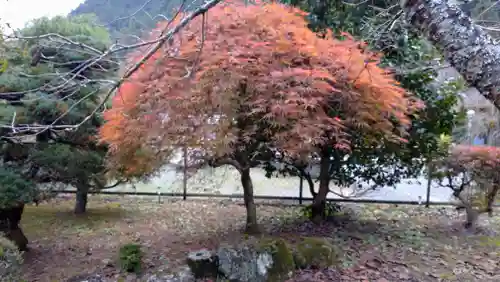 日蓮宗 総本山 塔頭 定林坊(じょうりんぼう)の自然