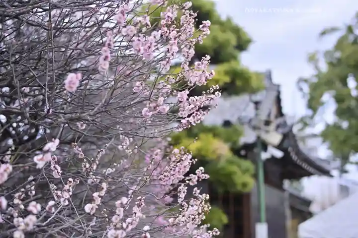 小村井 香取神社(東京都)