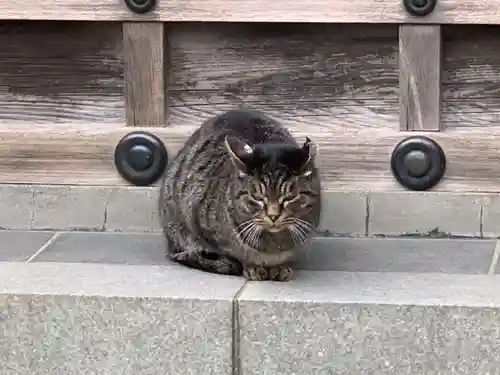 川崎大師（平間寺）の動物