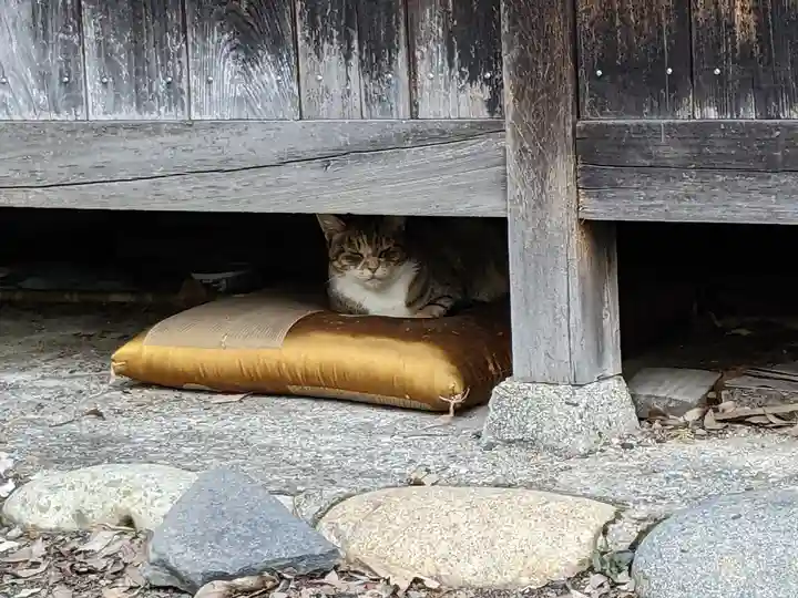 八幡社(柏井町)の動物