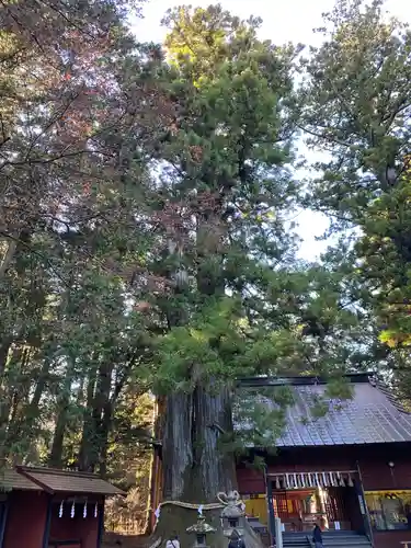 北口本宮冨士浅間神社の自然