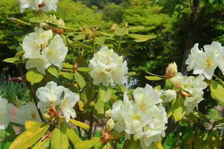 三春大神宮の庭園