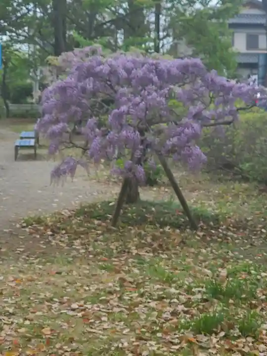 玉敷神社(埼玉県)