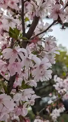妙蓮寺(京都府)