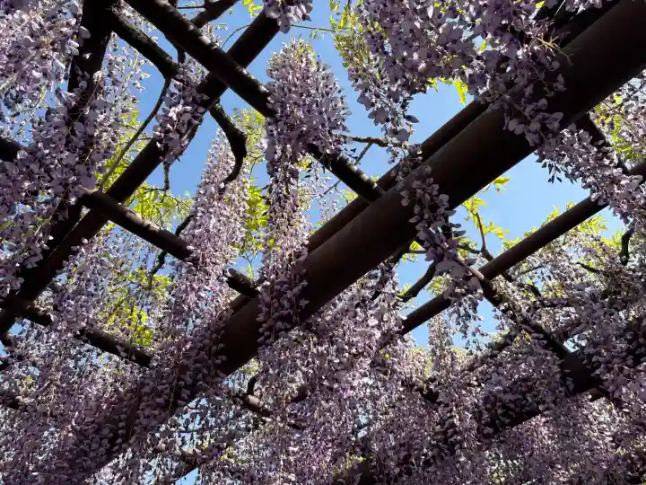 西新井大師総持寺の{uncategorized: "未分類", other: "その他", undefined: "問題あり", building: "その他建物", grave: "お墓", sacred_gate: "鳥居", guardian: "狛犬", statue: "像", buddha: "仏像", history: "歴史", nature: "自然", garden: "庭園", animal: "動物", pagoda: "塔", temizu: "手水舎", mountain_gate: "山門・神門", sanctuary: "本殿・本堂", subordinate: "末社・摂社", art: "芸術", scenery: "景色", jizo: "地蔵", ema: "絵馬", goshuin: "御朱印", omikuji: "おみくじ", items: "授与品その他", amulet: "お守り", goshuincho: "御朱印帳", eats: "食事", festival: "お祭り", votive_dance: "神楽", shichigosan: "七五三参", wedding: "結婚式", experience: "体験その他", initially: "初詣", around: "周辺", anti_infection: "感染症対策"}