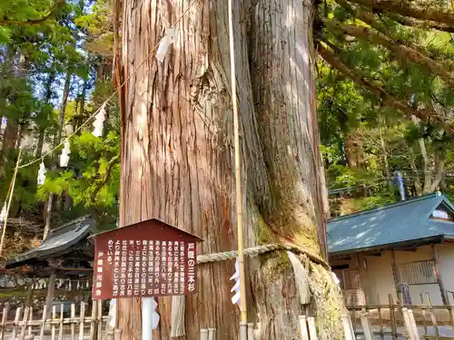 戸隠神社中社(長野県)