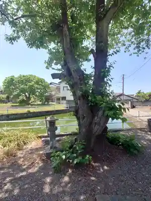 厳島神社(埼玉県)