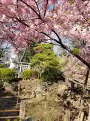 鳩森八幡神社の自然