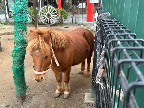 五方山熊野神社の動物