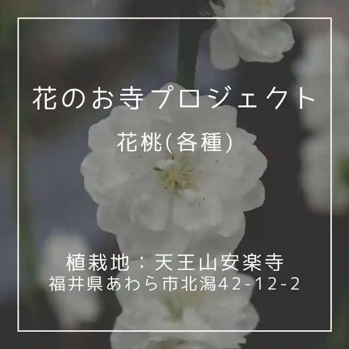 天王山 安楽寺(福井県)