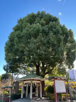 亀戸天神社(東京都)