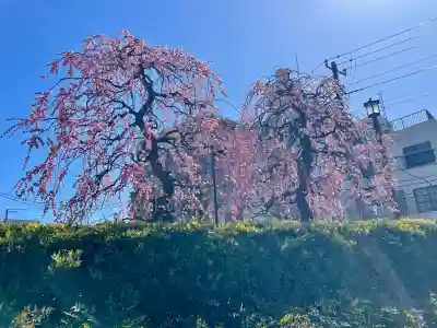 小日向 本法寺の{uncategorized: "未分類", other: "その他", undefined: "問題あり", building: "その他建物", grave: "お墓", sacred_gate: "鳥居", guardian: "狛犬", statue: "像", buddha: "仏像", history: "歴史", nature: "自然", garden: "庭園", animal: "動物", pagoda: "塔", temizu: "手水舎", mountain_gate: "山門・神門", sanctuary: "本殿・本堂", subordinate: "末社・摂社", art: "芸術", scenery: "景色", jizo: "地蔵", ema: "絵馬", goshuin: "御朱印", omikuji: "おみくじ", items: "授与品その他", amulet: "お守り", goshuincho: "御朱印帳", eats: "食事", festival: "お祭り", votive_dance: "神楽", shichigosan: "七五三参", wedding: "結婚式", experience: "体験その他", initially: "初詣", around: "周辺", anti_infection: "感染症対策"}
