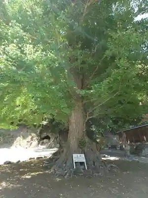 安房神社(千葉県)