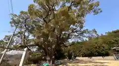 志筑神社(兵庫県)