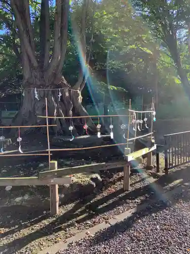 美幌神社の自然