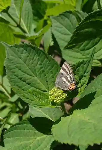 日吉八王子神社の動物