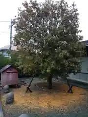 菅原神社の自然