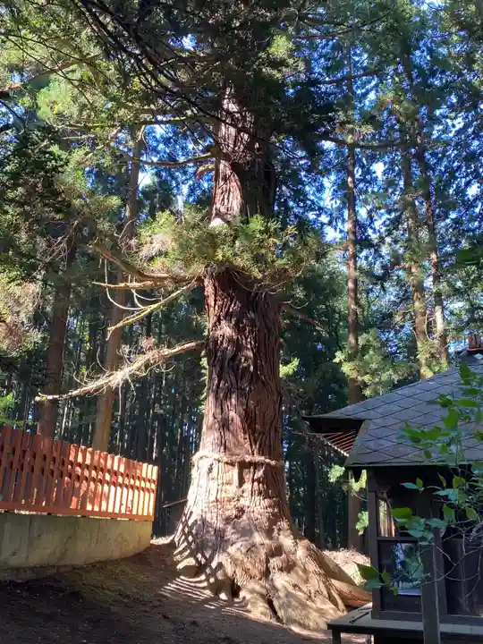 七崎神社の自然