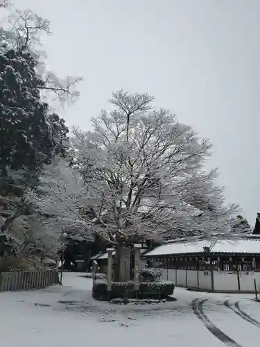 沙沙貴神社の自然