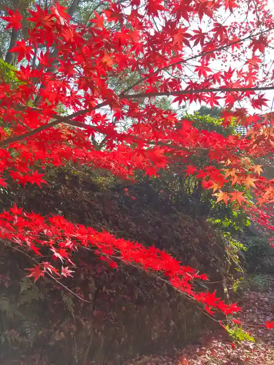 犬山寂光院の自然