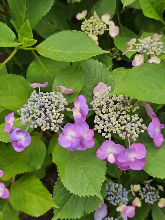 本土寺(千葉県)