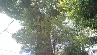 八面神社の自然