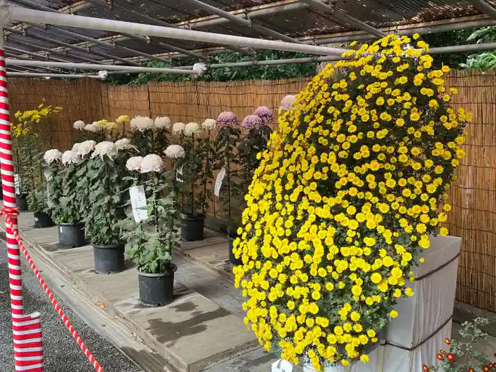 明治神宮(東京都)