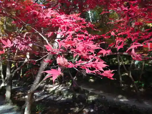 小國神社の自然