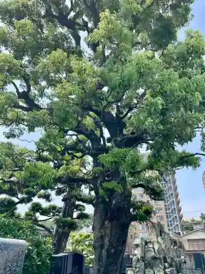 長円寺(静岡県)