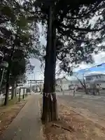 白鳥神社(神奈川県)