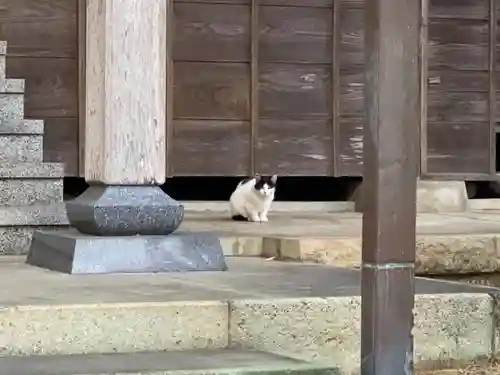 紫雲寺の動物