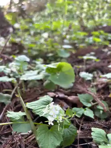 🌸乙部八幡神社(北海道)