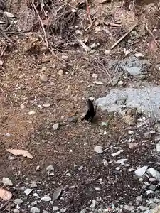 大宮温泉神社(栃木県)(2022年08月06日(土) 10時12分00秒投稿)