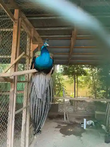 岩槻久伊豆神社(埼玉県)
