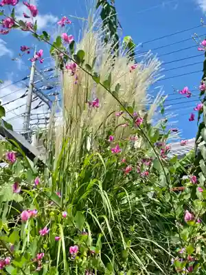 勝念寺(かましきさん)の自然