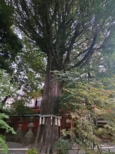 秩父神社(埼玉県)