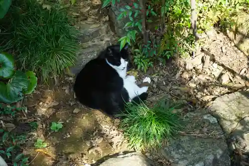 唐澤山神社の動物
