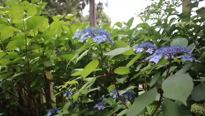 柳谷観音 楊谷寺(京都府)