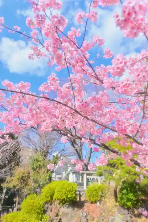 鳩森八幡神社の自然
