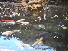 子安神社の動物