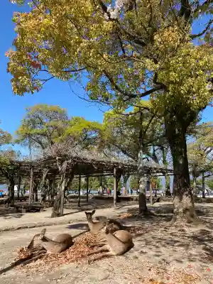 厳島神社の{uncategorized: "未分類", other: "その他", undefined: "問題あり", building: "その他建物", grave: "お墓", sacred_gate: "鳥居", guardian: "狛犬", statue: "像", buddha: "仏像", history: "歴史", nature: "自然", garden: "庭園", animal: "動物", pagoda: "塔", temizu: "手水舎", mountain_gate: "山門・神門", sanctuary: "本殿・本堂", subordinate: "末社・摂社", art: "芸術", scenery: "景色", jizo: "地蔵", ema: "絵馬", goshuin: "御朱印", omikuji: "おみくじ", items: "授与品その他", amulet: "お守り", goshuincho: "御朱印帳", eats: "食事", festival: "お祭り", votive_dance: "神楽", shichigosan: "七五三参", wedding: "結婚式", experience: "体験その他", initially: "初詣", around: "周辺", anti_infection: "感染症対策"}