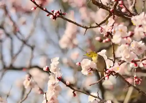湯島天満宮の動物