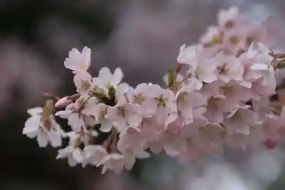 柴宮神社の自然