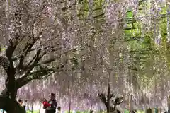 天台宗 五大山 白毫寺の庭園