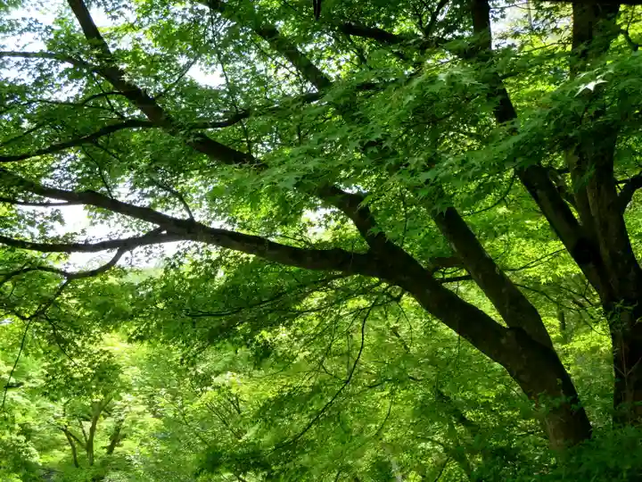 天龍寺の自然