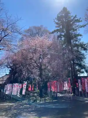 白岡八幡神社(埼玉県)
